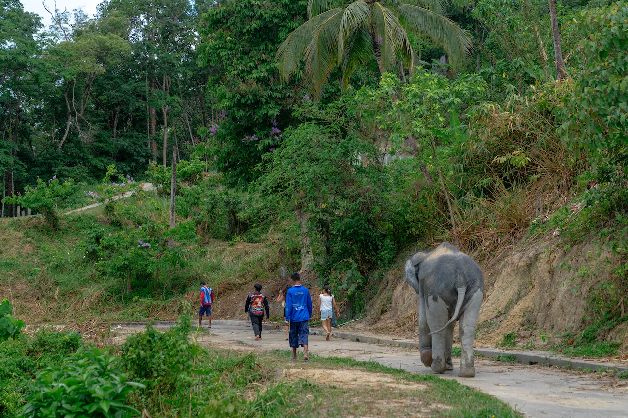 Elephant Sanctuary